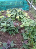 20100215Farm Visit16.jpg